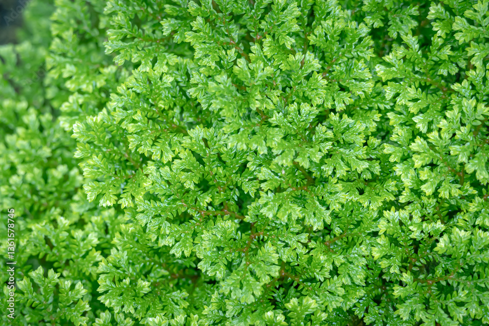 Selaginella apoda or kraussiana, also known as meadow spikemoss, is bred in a special room in a forest park in the city of Bogor, West Java, Indonesia Selaginella apoda or kraussiana, also known as meadow spikemoss, is bred in a special room in a forest park in the city of Bogor, West Java, Indonesia