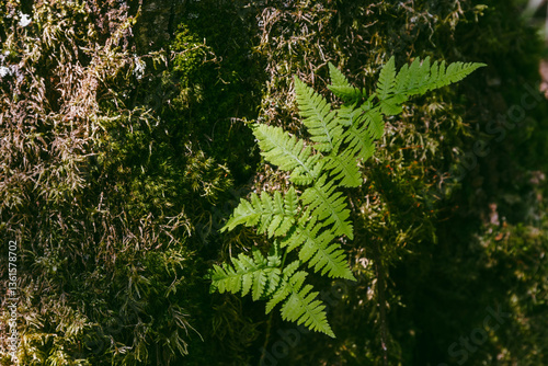 Green fern leaves against a background of a moss-covered tree trunk. Beautiful natural background for design. Close-up. photo