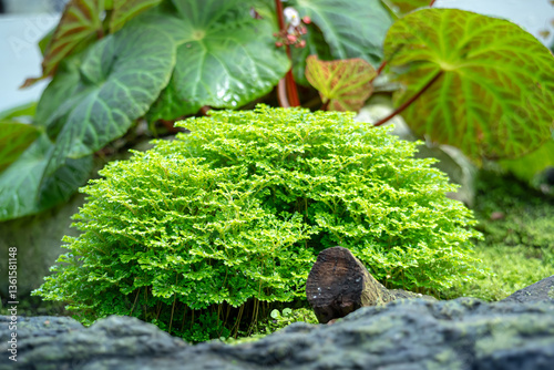 Selaginella apoda or kraussiana, also known as meadow spikemoss, is bred in a special room in a forest park in the city of Bogor, West Java, Indonesia