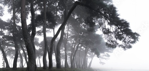 안개 낀 보성 웅치 소나무숲의 몽환적인 풍경