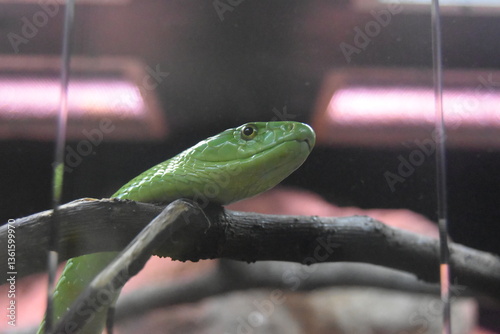 Cabeza de serpiente verde