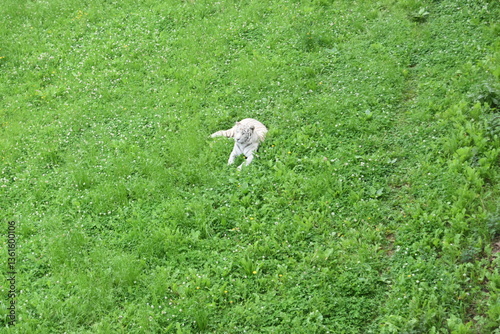 Leopardo blanco en zoo