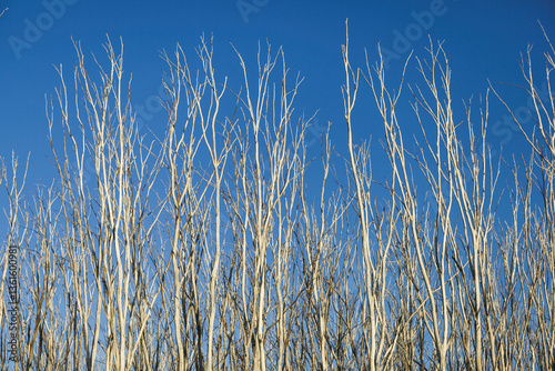 dead trees blue sky