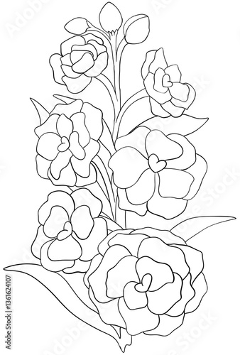 Coloring page Hoary Stock flowers Edible Flowers