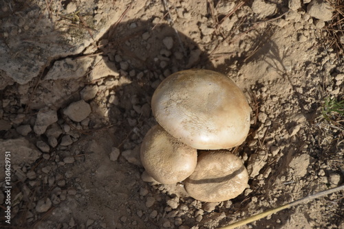 Hongo, Lentinula edodes