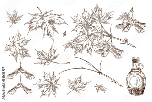 Illustration of a set of sketch maple leaves, branches and seeds with a bottle of maple syrup.