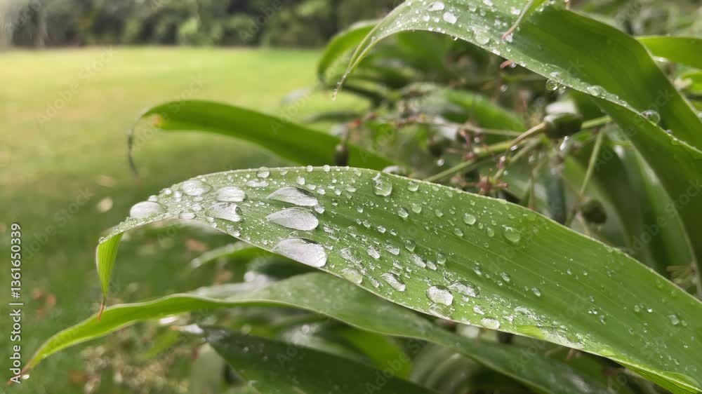 The soothing sound of raindrops falling on vibrant green leaves at the Christchurch Botanical Garden, Canterbury, New Zealand, South Island. A peaceful walk in the park