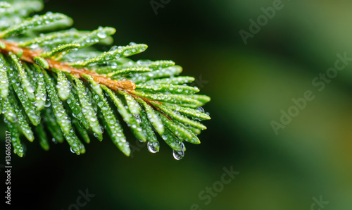 Micro Needle Water on Leaves in Green Forest