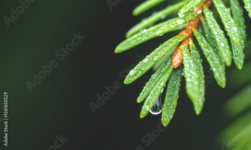 Micro Needle Water on Leaves in Green Forest