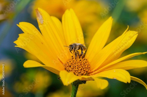 Bumblebee on a yellow flower on a sunflower.