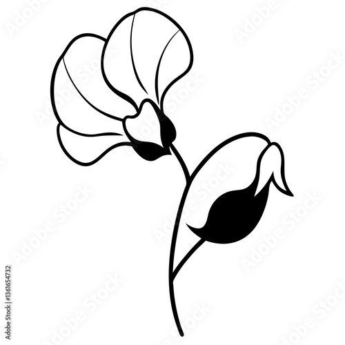 Sweet Pea Flower Vector – Elegant and Detailed Floral Design for Graphics & Illustrations
