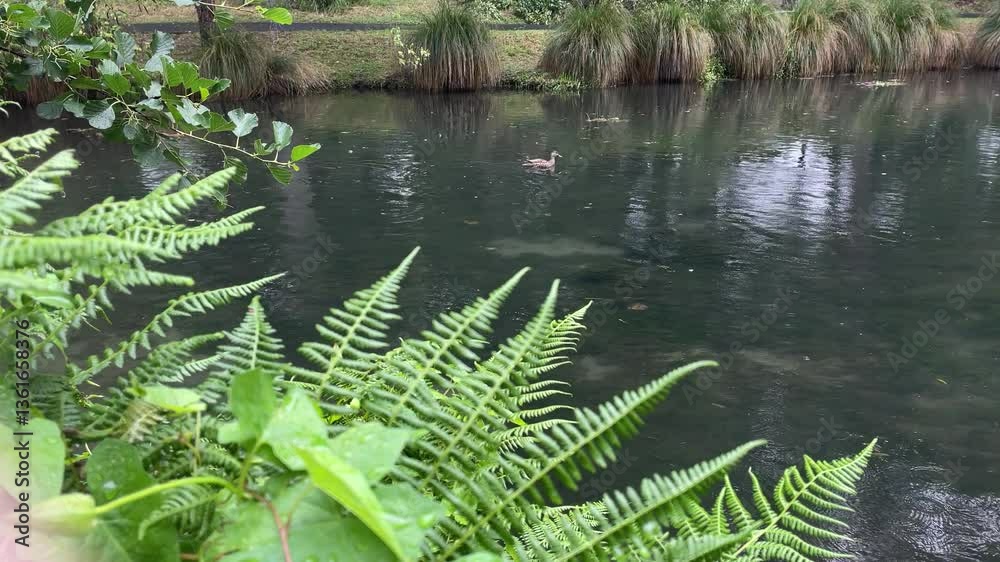 Ducks swimming peacefully on Avon river during rainy day in the Christchurch Botanic Gardens, Canterbury, New Zealand, South Island. A peaceful walk in the park Ducks swimming peacefully on Avon river during rainy day in the Christchurch Botanic Gardens, Canterbury, New Zealand, South Island. A peaceful walk in the park