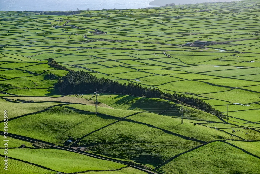 View of green patchwork fields at sunset. Island Farmland: Serra de Cume Panorama. A sweeping view of Terceira's agricultural landscape from Serra de Cume, Azores.