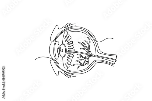 Eyes Anatomy. parts of the body concept. Single line draw design. Vector graphic illustration