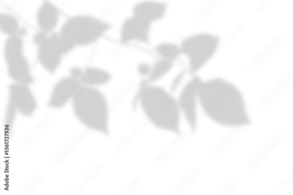 Realistic blurred leaf shadow effect isolated on transparent background. blur branch leaves shadow. Plant foliage silhouette. Nature design element for spring summer, mockup for product presentation Realistic blurred leaf shadow effect isolated on transparent background. blur branch leaves shadow. Plant foliage silhouette. Nature design element for spring summer, mockup for product presentation