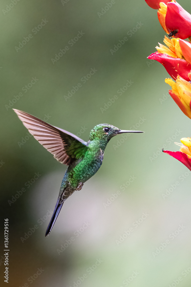 Fototapeta premium Heliodoxa jacula, The green-crowned brilliant.