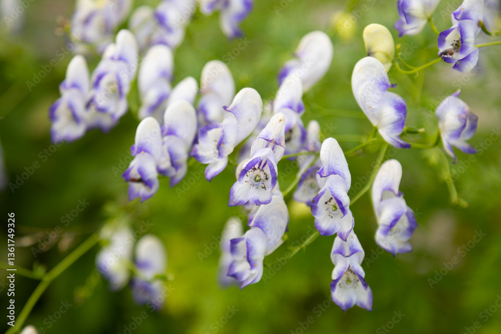 Close-up of flowering Aconitum plant