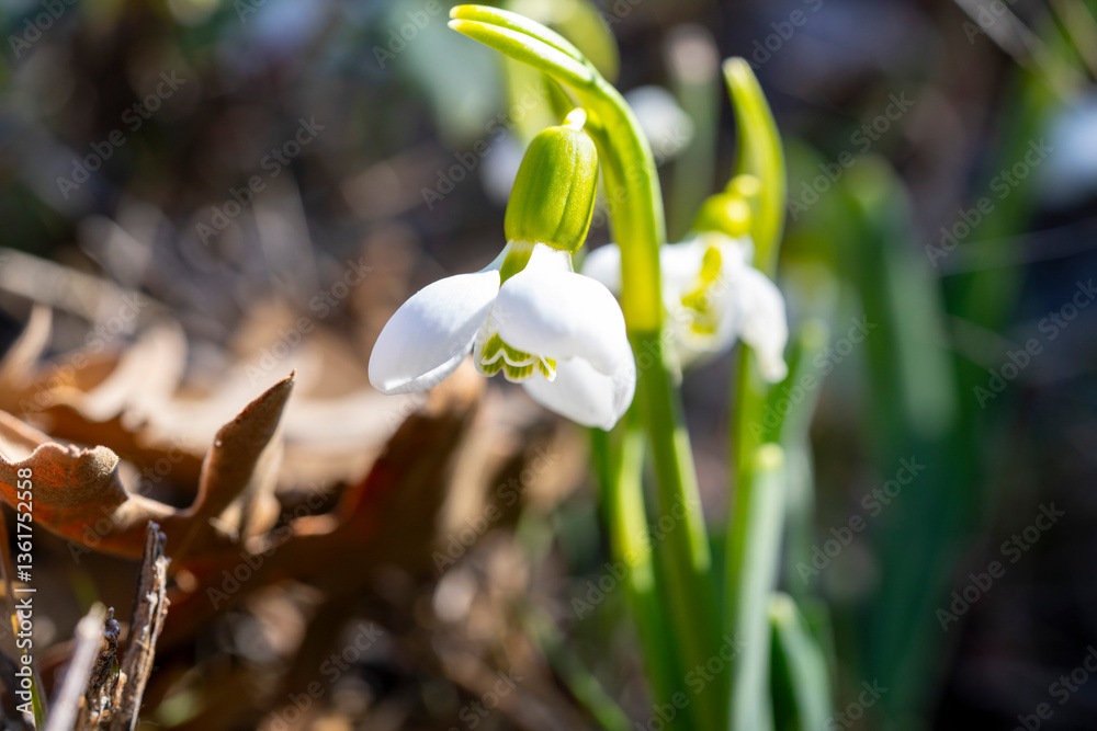 Fototapeta premium Giant snowdrop. Galanthus elwesii, Elwes's snowdrop or greater snowdrop, is a species of flowering plant in the family Amaryllidaceae, native to the Balkans and Asia Minor, where it is found in the co