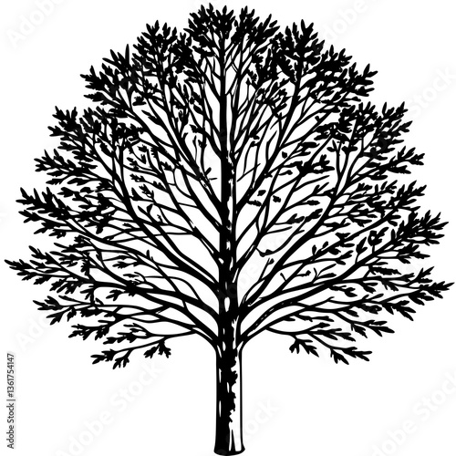 aspen  tree silhouette vector 