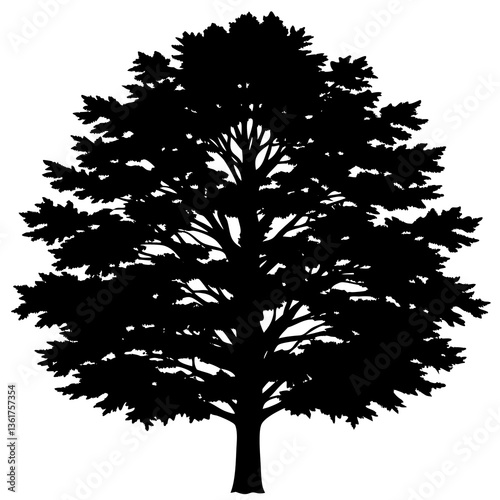 cedar  elm tree silhouette