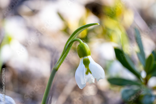 Giant snowdrop. Galanthus elwesii, Elwes's snowdrop or greater snowdrop, is a species of flowering plant in the family Amaryllidaceae, native to the Balkans and Asia Minor, where it is found in the co