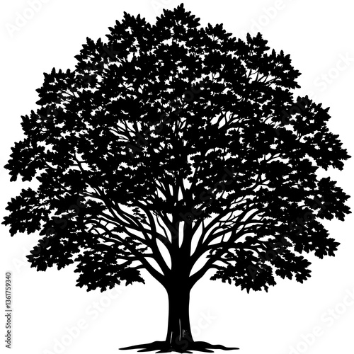 elm tree silhouette vector 