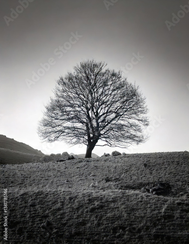 Obraz na płótnie Solitary Tree on Golden Hill: Serene Landscape View. A lone tree silhouette on a sunlit golden hill against a clear sky w salonie