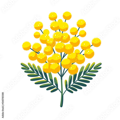 Yellow mimosa branch with green leaves. Perfect for spring season decorative illustrations and Women's Day themes.