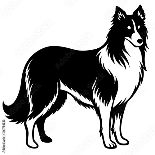 black and white  collie dog