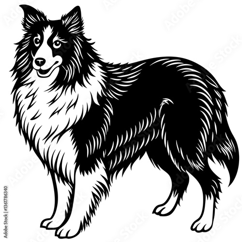 black and white  collie dog