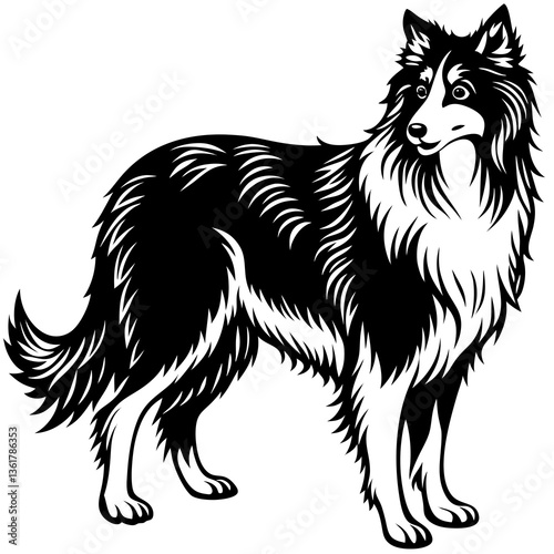 black and white  collie dog