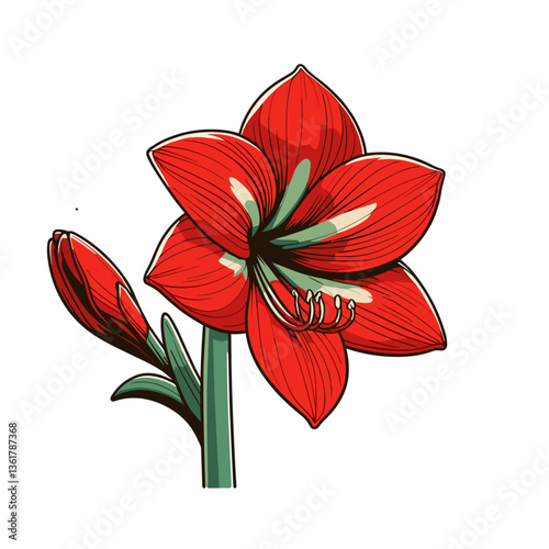 Vibrant red amaryllis flower with green stem in detailed illustration style. Ideal for floral designs and holiday season decorations.