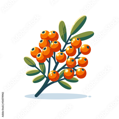 Orange sea buckthorn berries with green leaves. Ideal for superfood illustrations and natural cosmetic ingredient visuals.