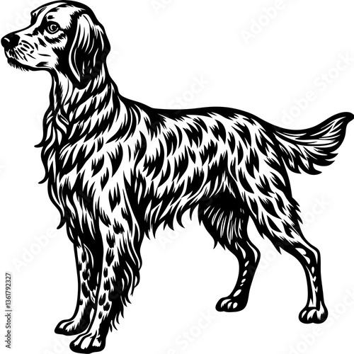 black and white english setter dog
