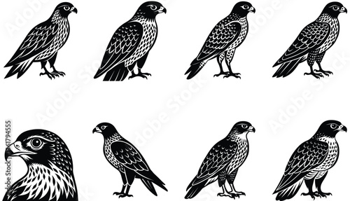 Hawk Bird Vector Shilhouette Bundle Set Collection