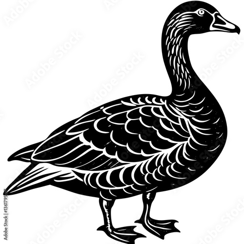 duck isolated on white