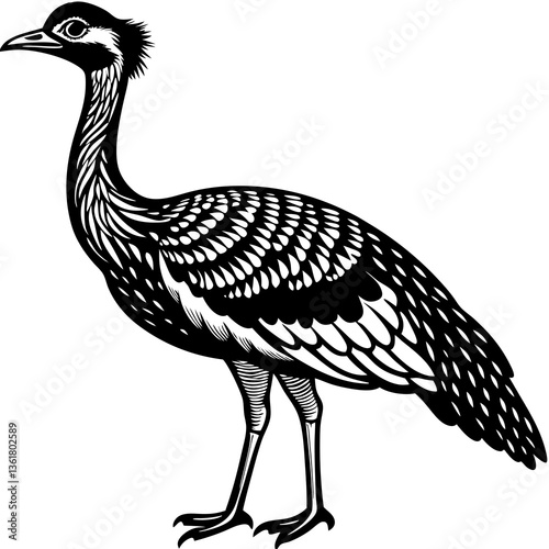 vector illustration of an ostrich