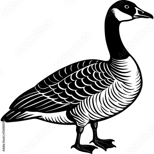 goose isolated on white background