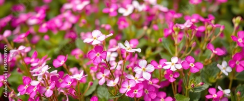 Wallpaper Mural Delicate white and pink Bacopa monnieri blooms in a vibrant pink garden, close-up, horticulture, groundcover Torontodigital.ca