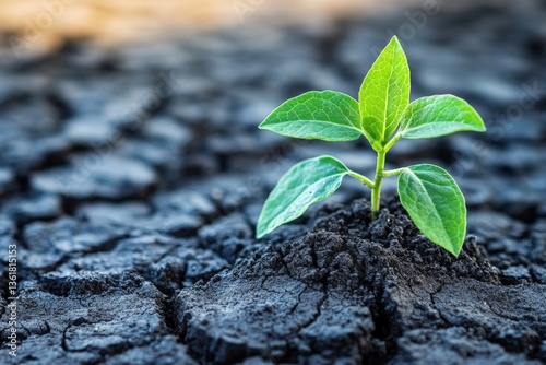 Green plant sprouts from cracked soil in a barren landscape during sunny day