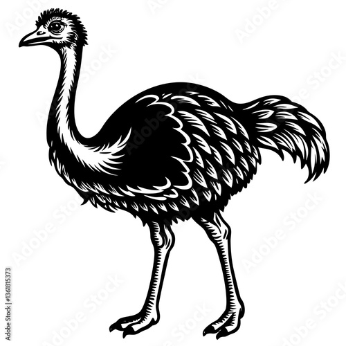 ostrich vector illustration