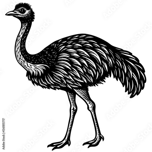 ostrich isolated on white