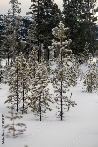Wallpaper Mural lonely trees in winter fores Torontodigital.ca