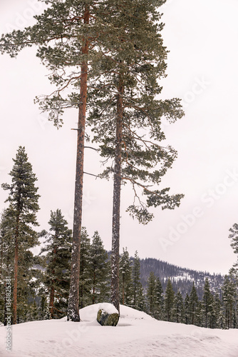 lonely trees in winter fores