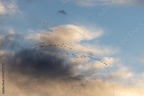 A flock of birds flying in the sky in formation at sunset showing the group of birds located in Spain