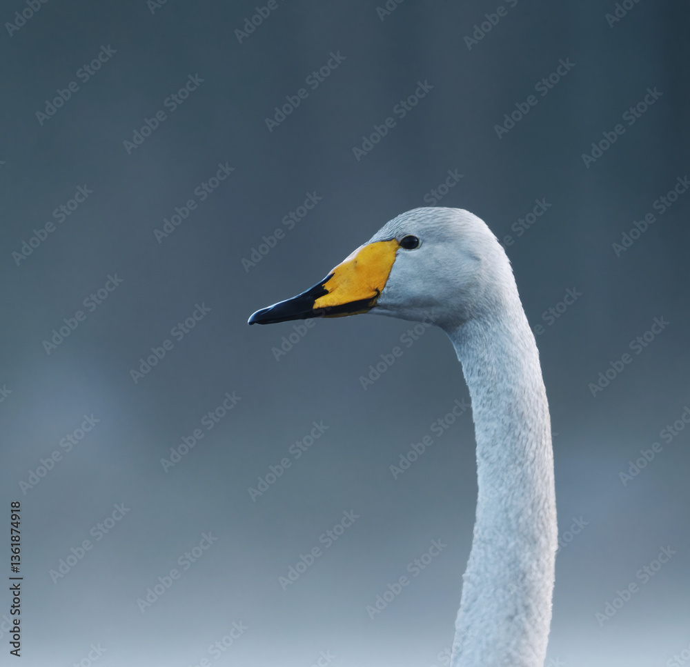 Obraz premium Whooper swan (Cygnus cygnus) closeup at night in spring.