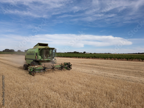 Green combine harvester working in a wheat field