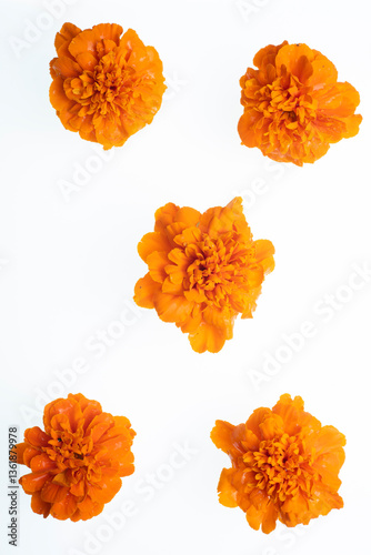 tagetes erecta flowers on white background