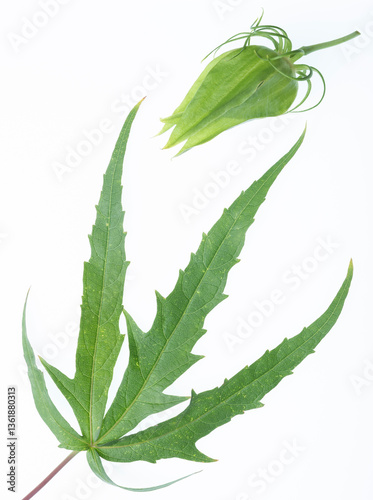 hibiscus cannabinus leaf and  immature flower on white