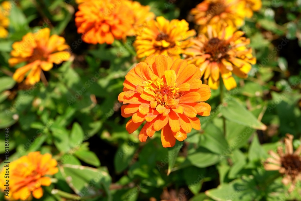 Orange Zinnia elegans blooming in the flower garden Orange Zinnia elegans blooming in the flower garden